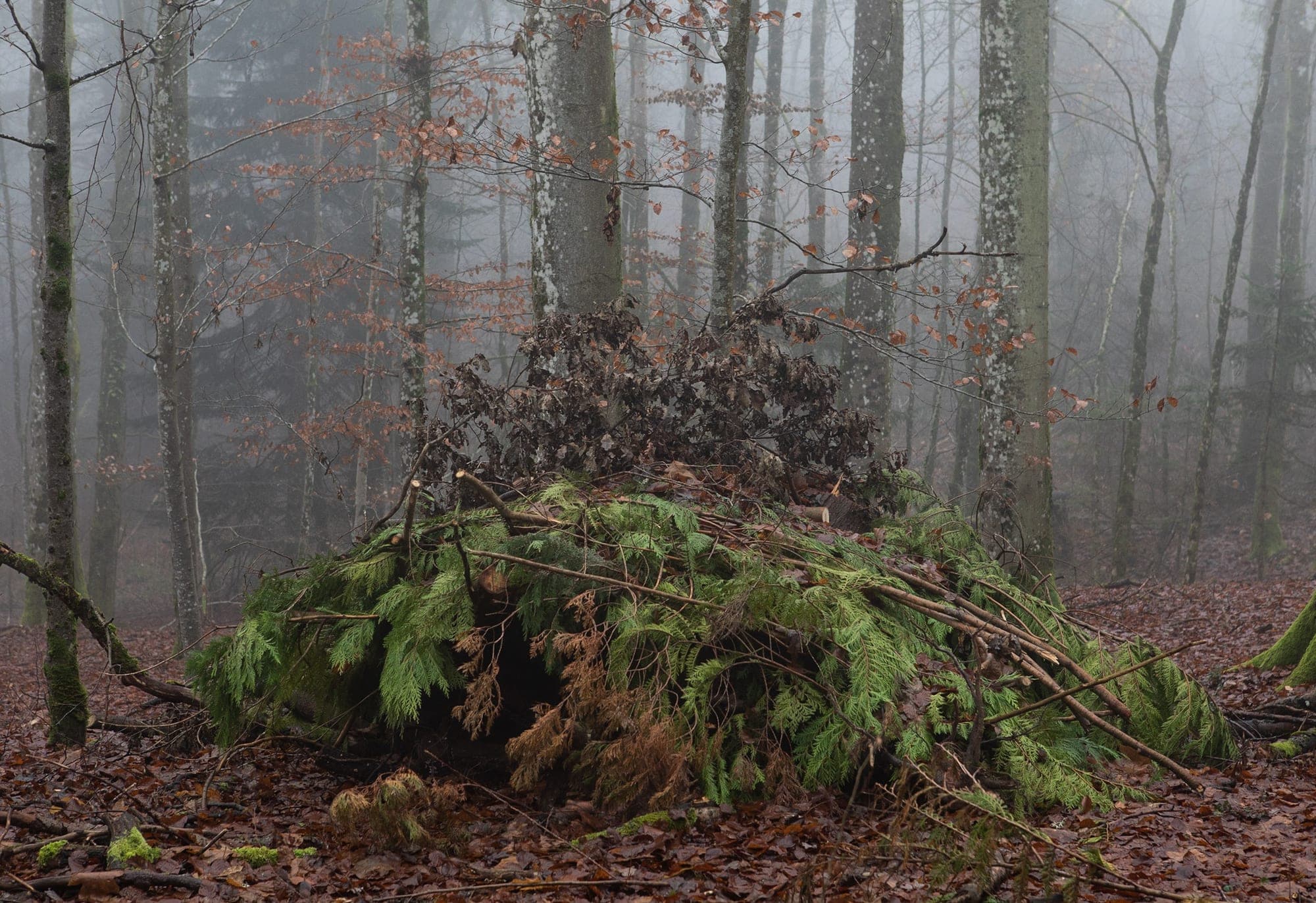 A tangle of cut brush at the edge of a beech wood, softened by thick fog, in Basel-Landschaft.