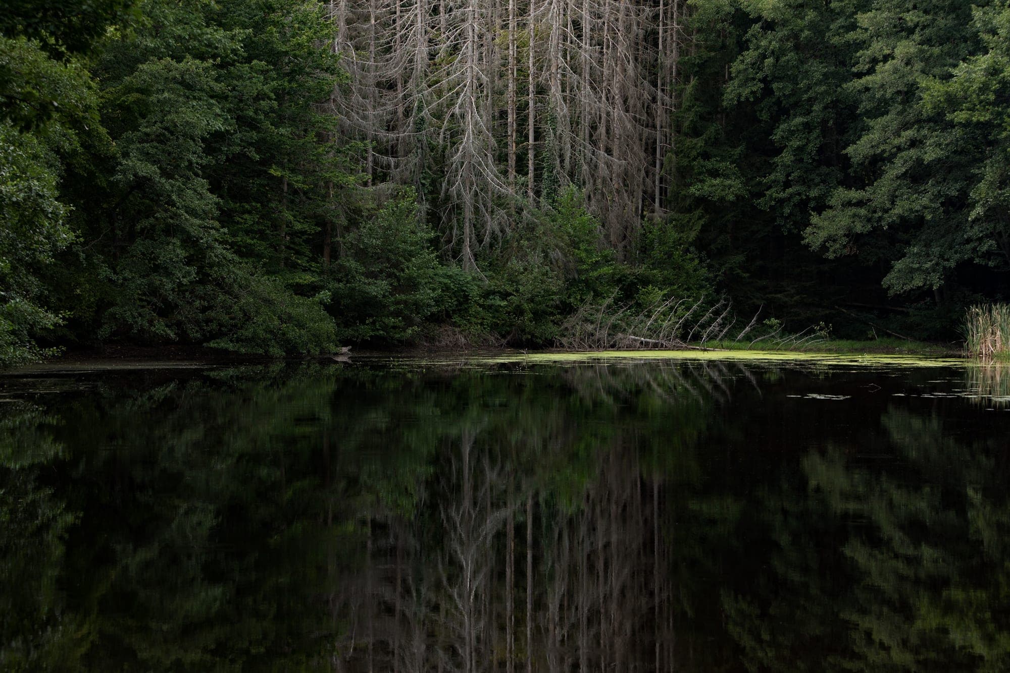 Bare, dead spruce trunks standing in still black water in the Jura.