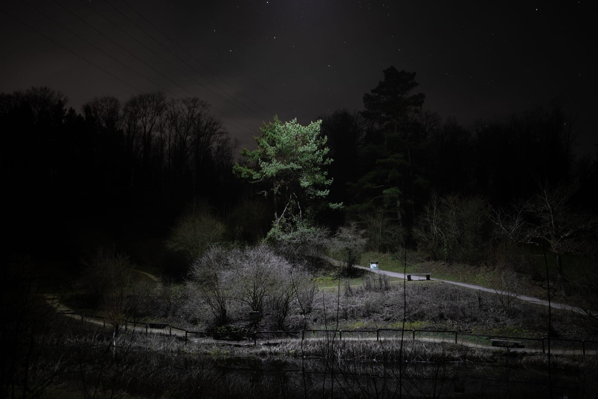 A single pine lit from below against the black of a night forest, bare branches catching the light, in the Allschwiler Wald outside Basel.