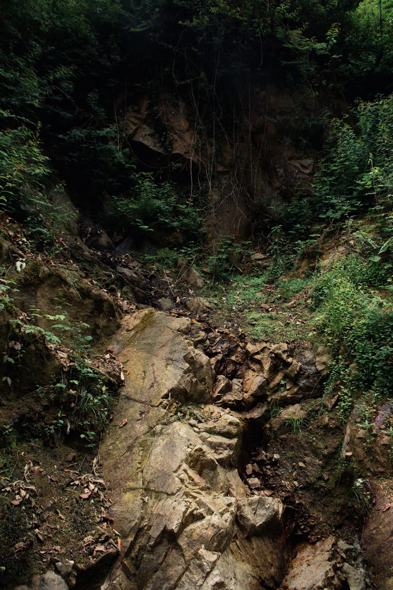 A narrow stream running down a gully over moss-covered wet rock in a Ticino forest.