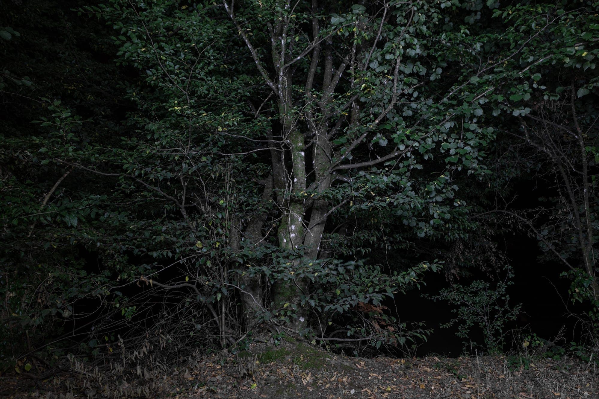 A lone hornbeam tree lit against the surrounding darkness of a night field in Basel-Landschaft.