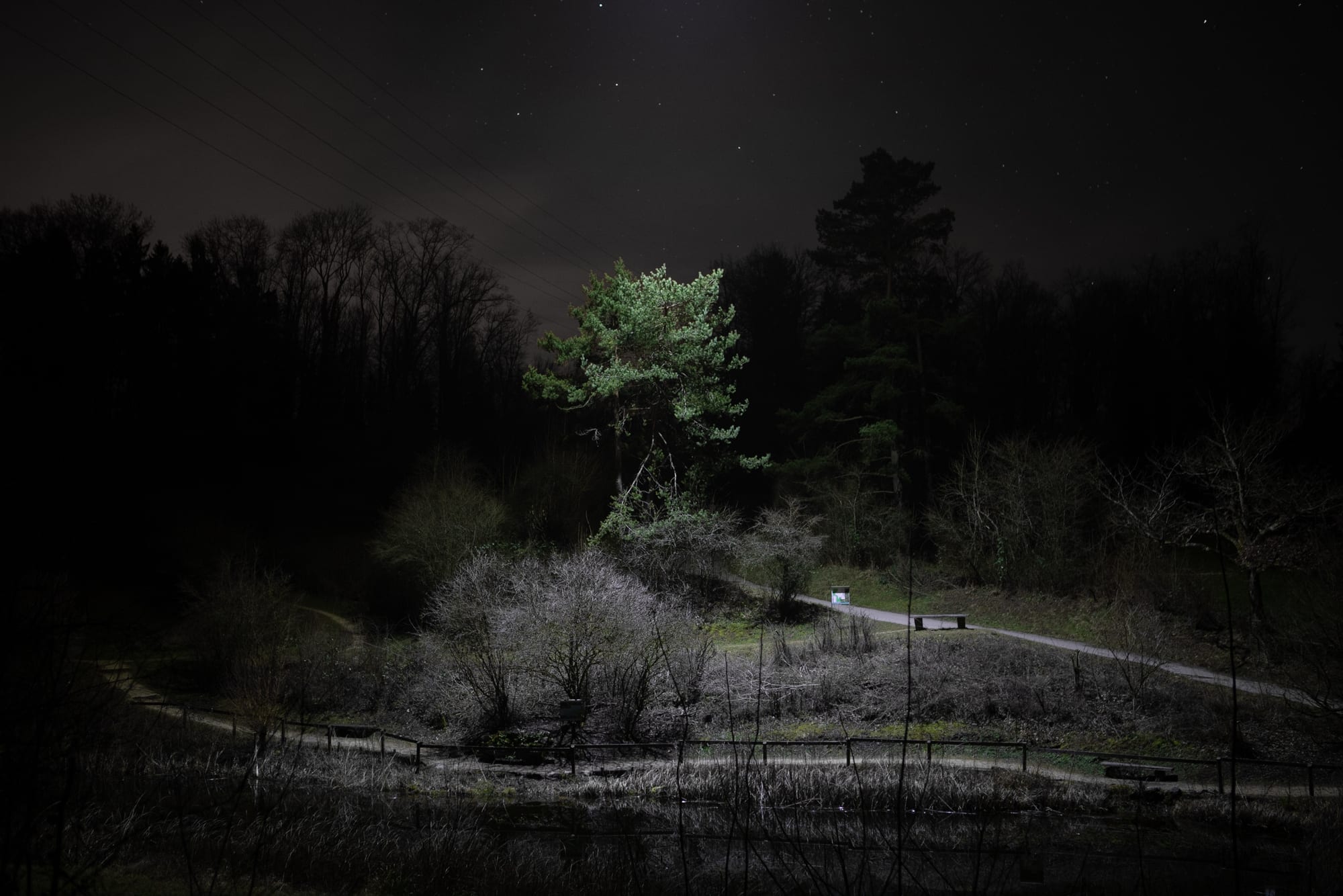 A single pine lit from below against the black of a night forest, bare branches catching the light, in the Allschwiler Wald outside Basel.