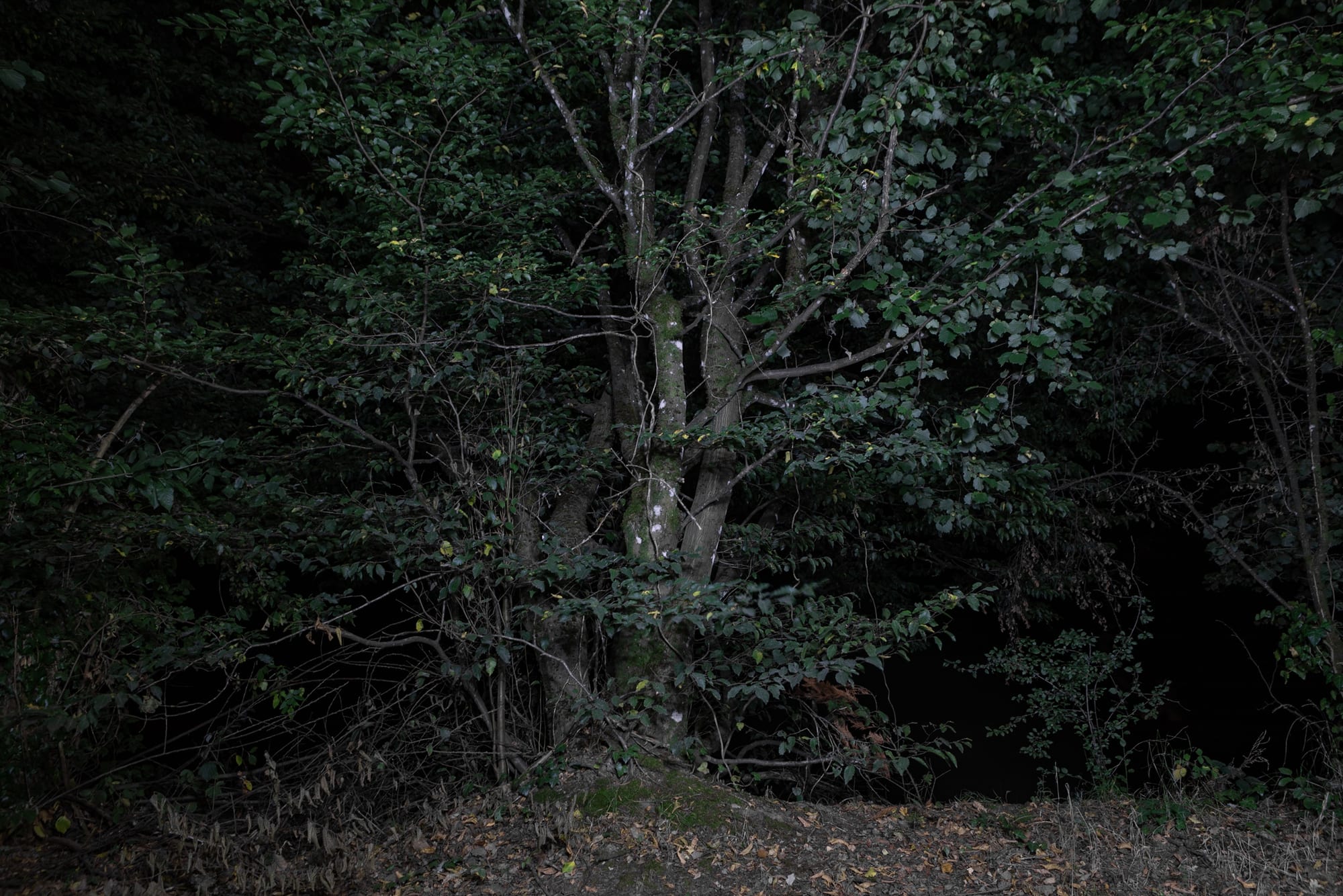 A lone hornbeam tree lit against the surrounding darkness of a night field in Basel-Landschaft.