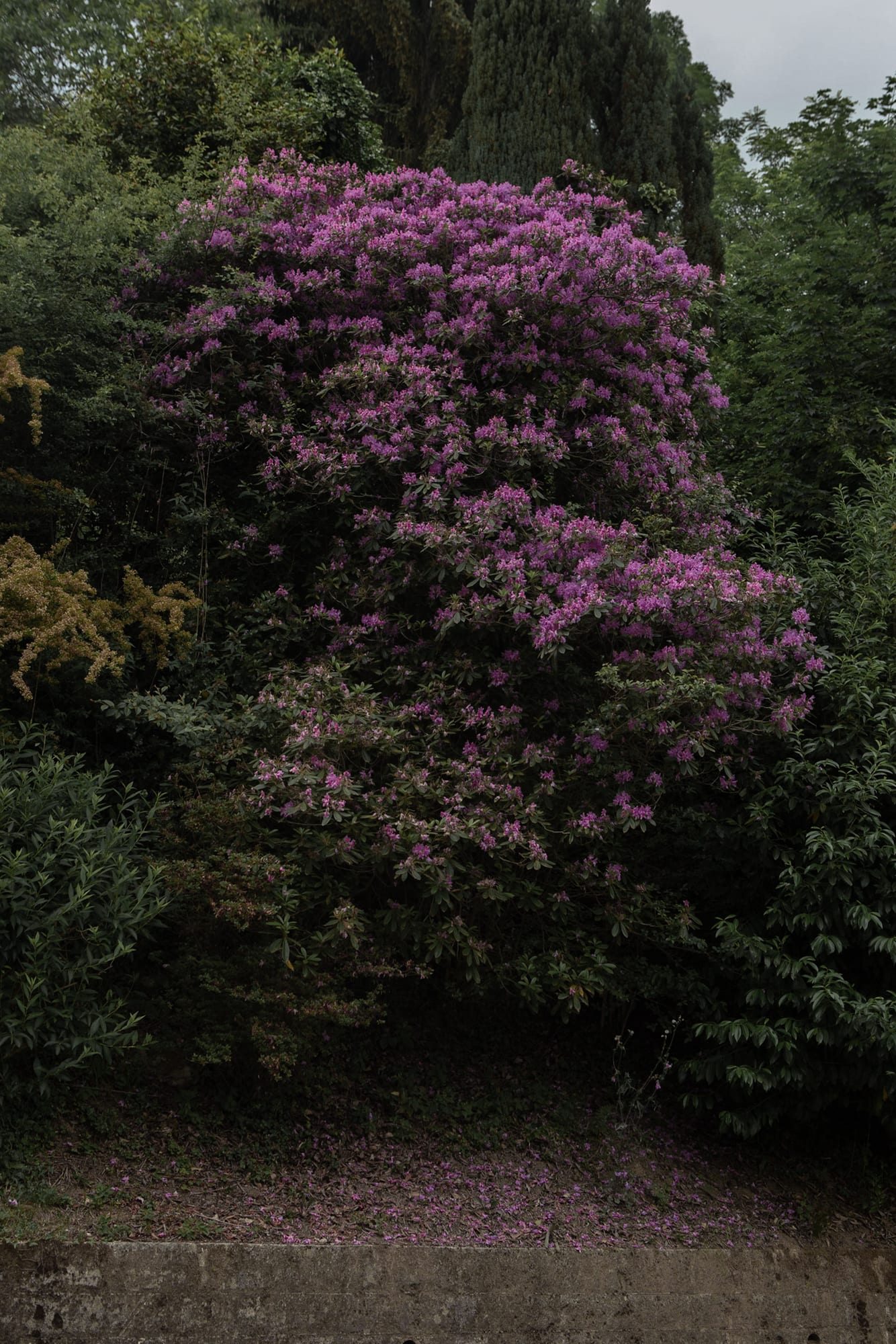 Wild rhododendron in bloom against an old dry-stone wall in Ticino.
